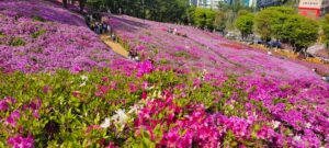 Gunpo Royal Azalea Festival